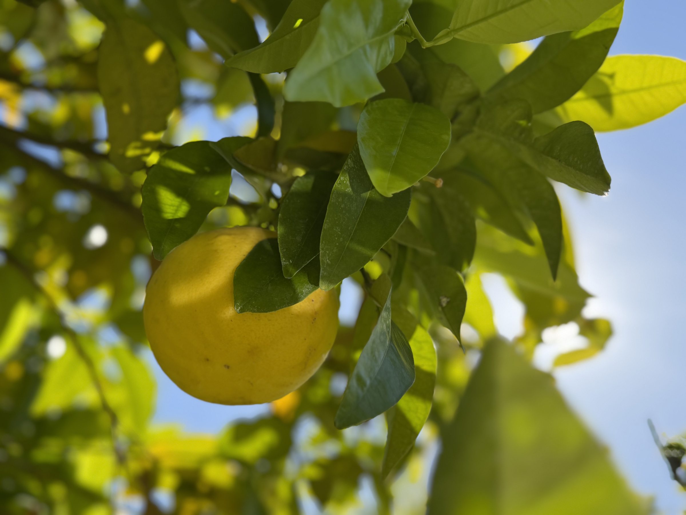 Un agrume jaune dans un feuillage traversé par le soleil